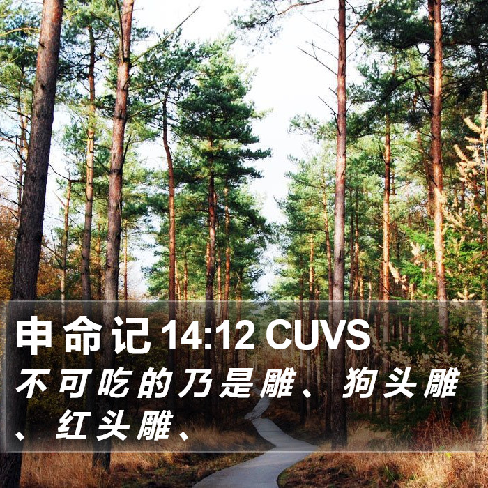 申 命 记 14:12 CUVS Bible Study