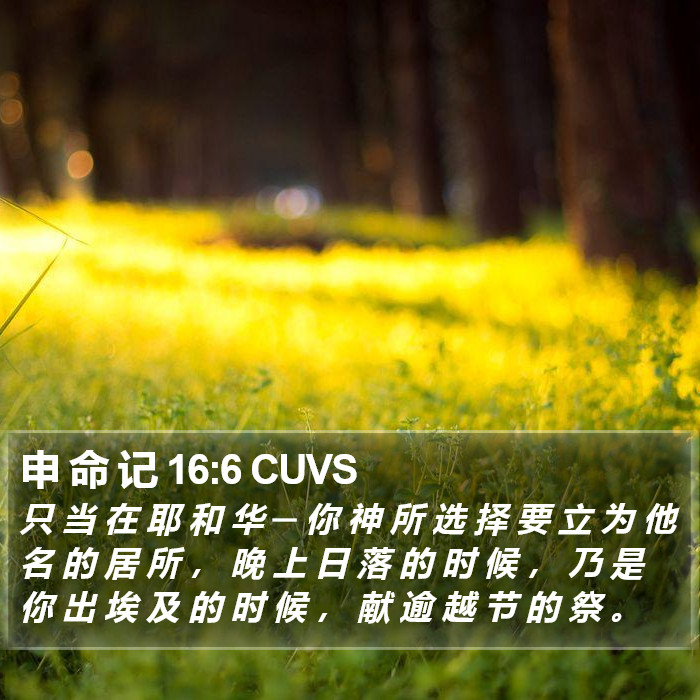 申 命 记 16:6 CUVS Bible Study