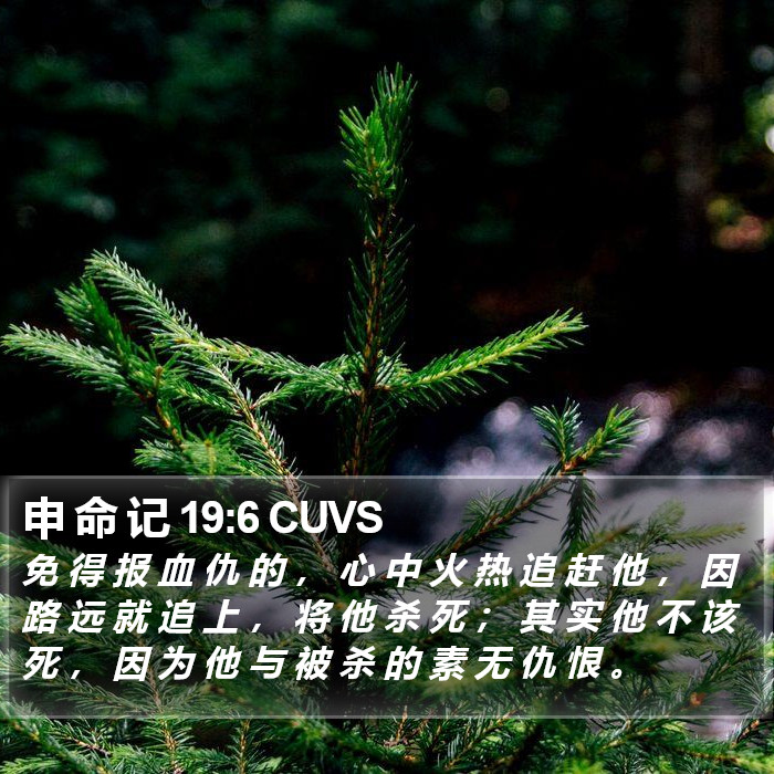 申 命 记 19:6 CUVS Bible Study