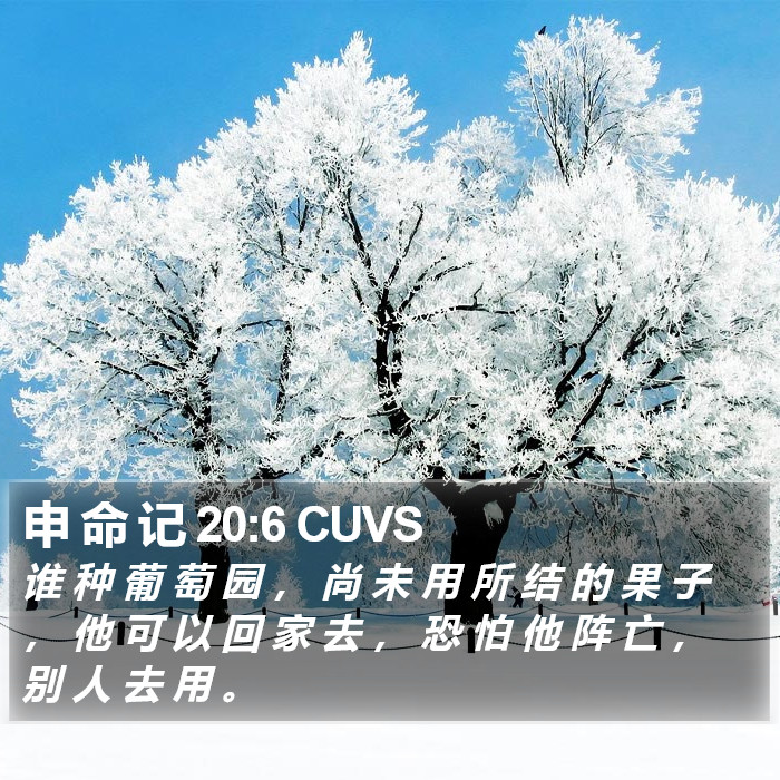 申 命 记 20:6 CUVS Bible Study