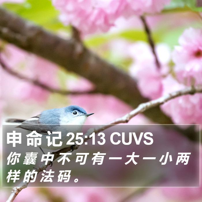 申 命 记 25:13 CUVS Bible Study