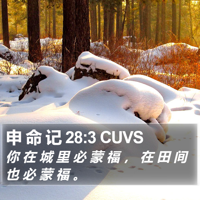 申 命 记 28:3 CUVS Bible Study