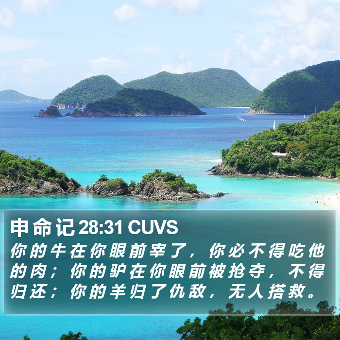 申 命 记 28:31 CUVS Bible Study