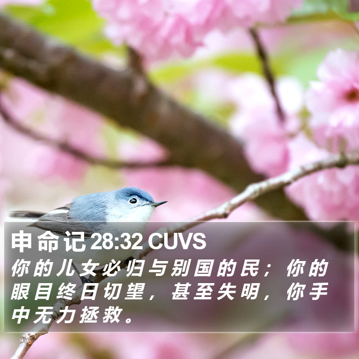 申 命 记 28:32 CUVS Bible Study