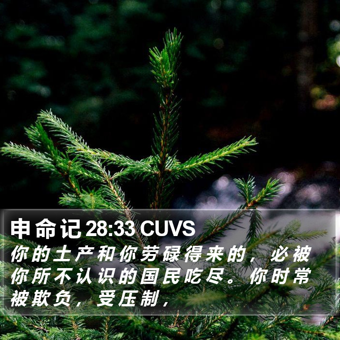 申 命 记 28:33 CUVS Bible Study