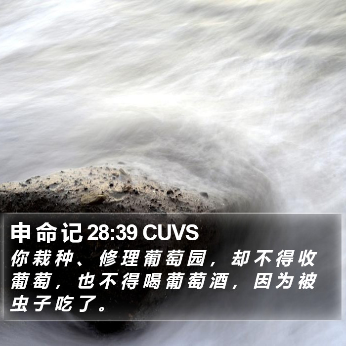 申 命 记 28:39 CUVS Bible Study