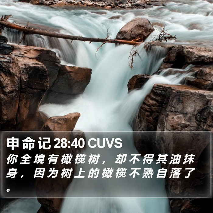 申 命 记 28:40 CUVS Bible Study