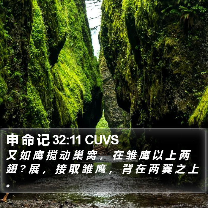 申 命 记 32:11 CUVS Bible Study