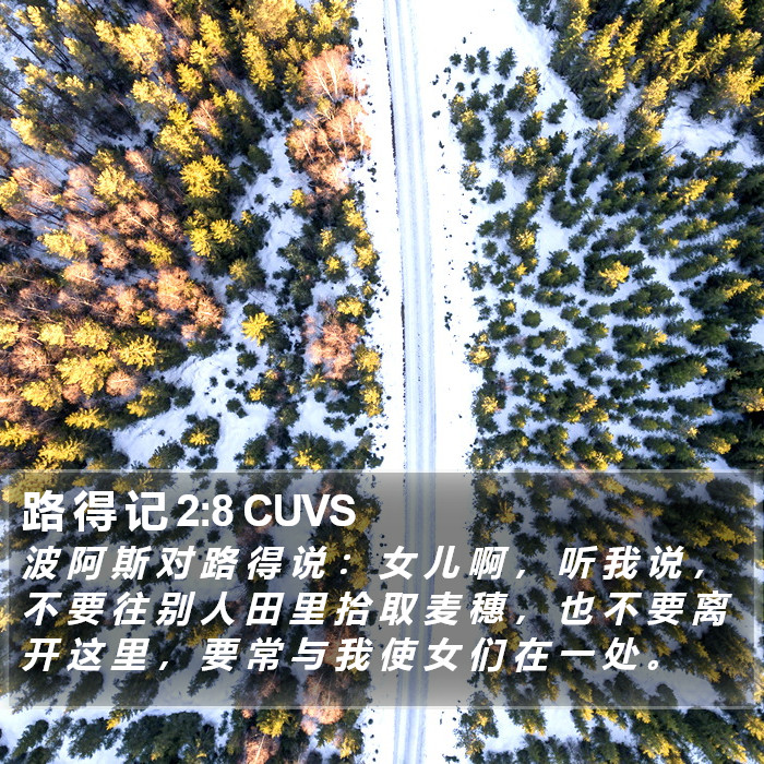 路 得 记 2:8 CUVS Bible Study