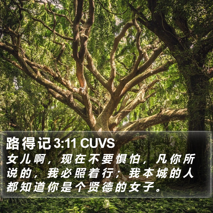 路 得 记 3:11 CUVS Bible Study