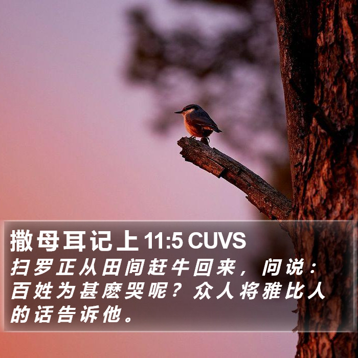 撒 母 耳 记 上 11:5 CUVS Bible Study