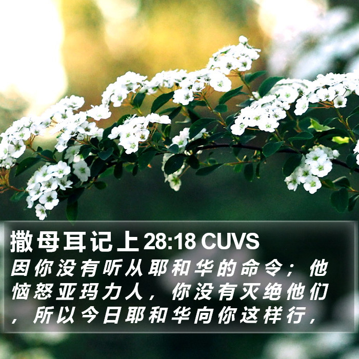 撒 母 耳 记 上 28:18 CUVS Bible Study