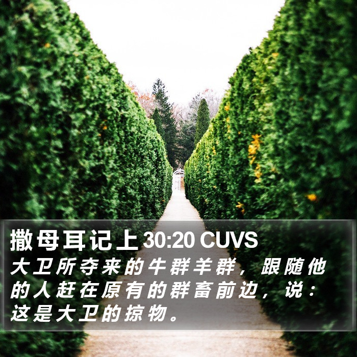 撒 母 耳 记 上 30:20 CUVS Bible Study