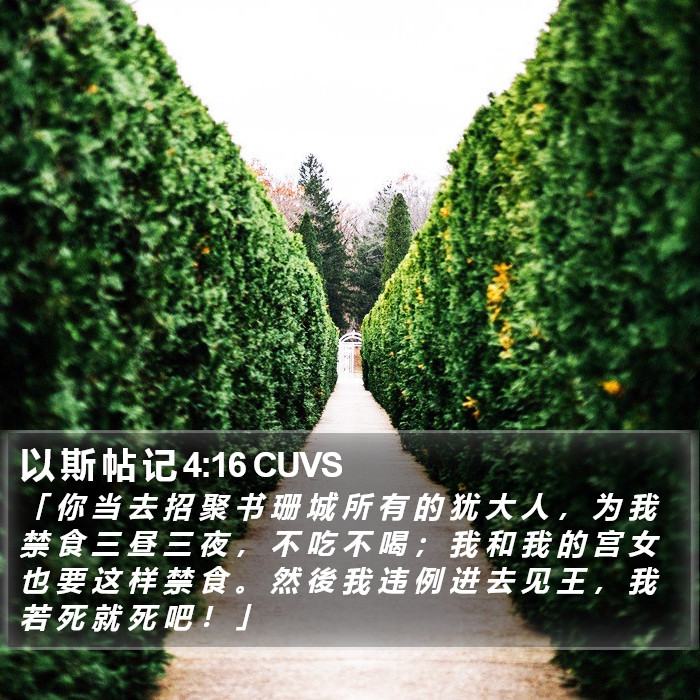 以 斯 帖 记 4:16 CUVS Bible Study