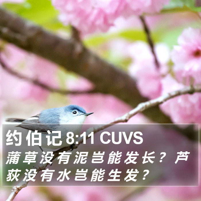 约 伯 记 8:11 CUVS Bible Study