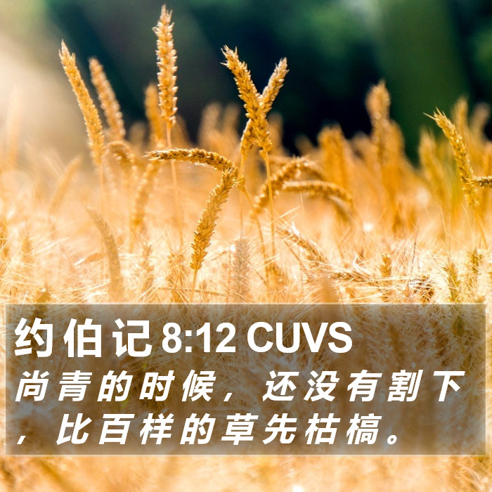 约 伯 记 8:12 CUVS Bible Study