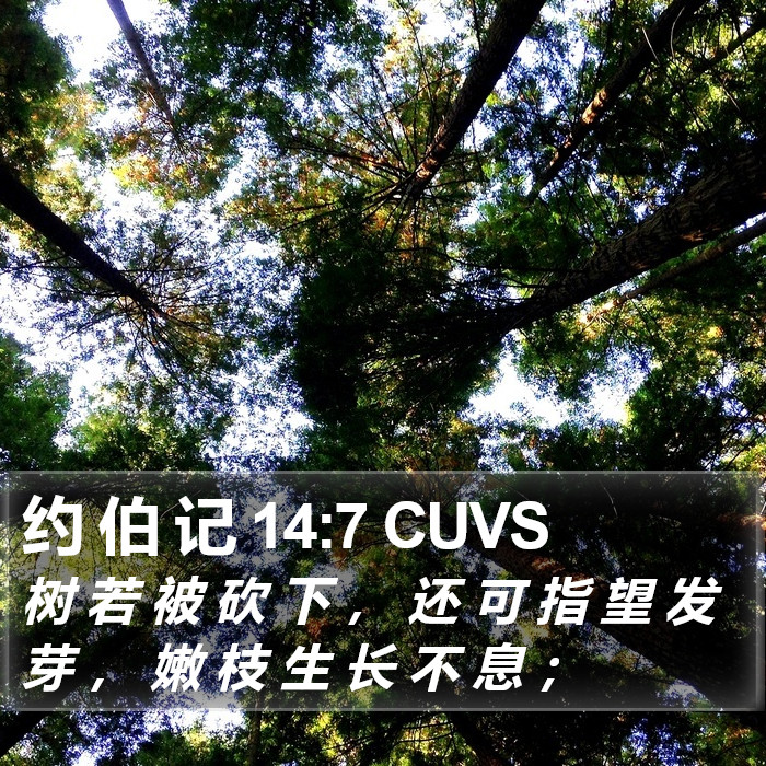 约 伯 记 14:7 CUVS Bible Study