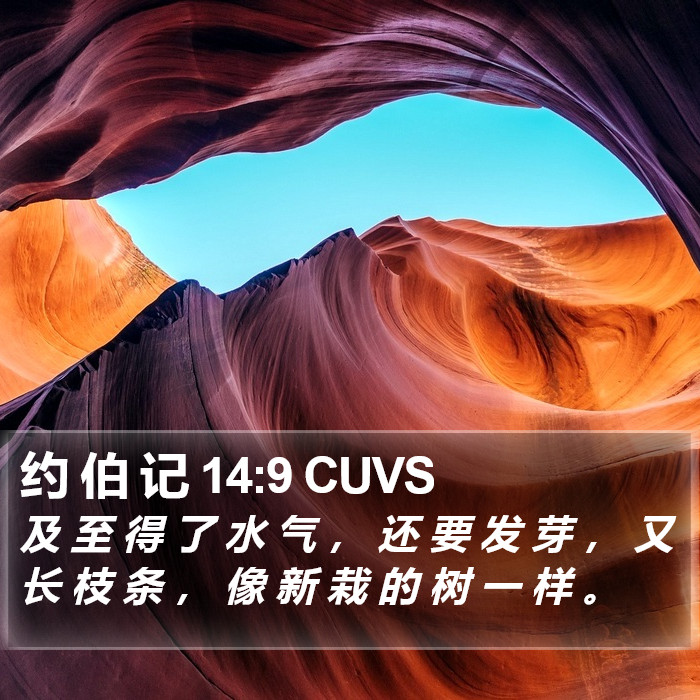 约 伯 记 14:9 CUVS Bible Study