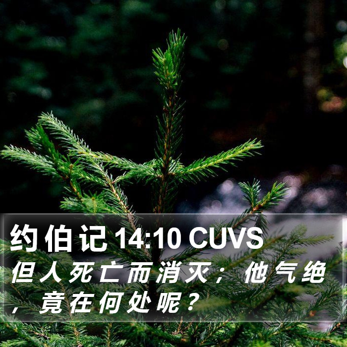 约 伯 记 14:10 CUVS Bible Study
