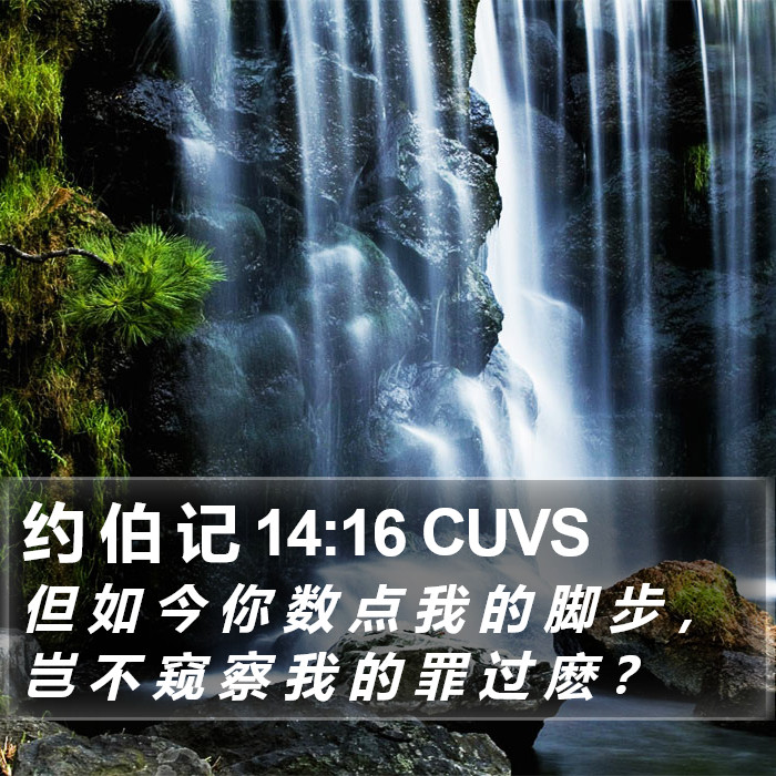 约 伯 记 14:16 CUVS Bible Study