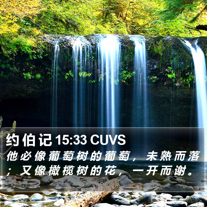 约 伯 记 15:33 CUVS Bible Study
