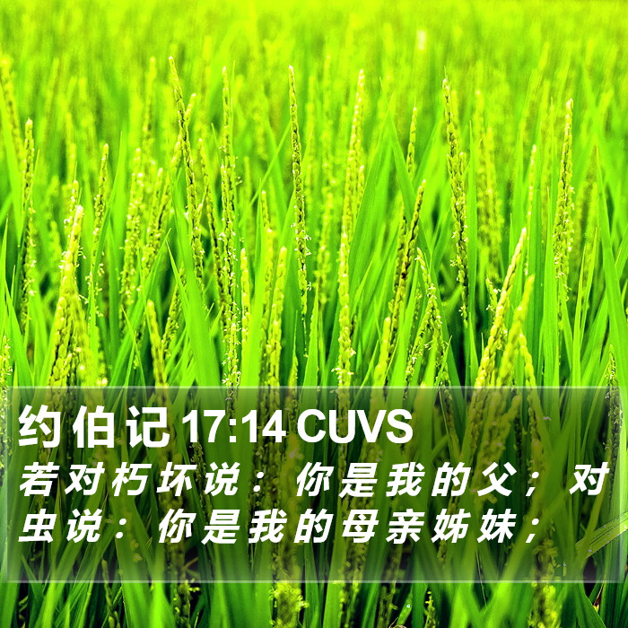 约 伯 记 17:14 CUVS Bible Study