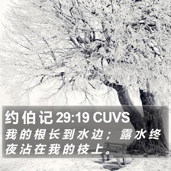 约 伯 记 29:19 CUVS Bible Study