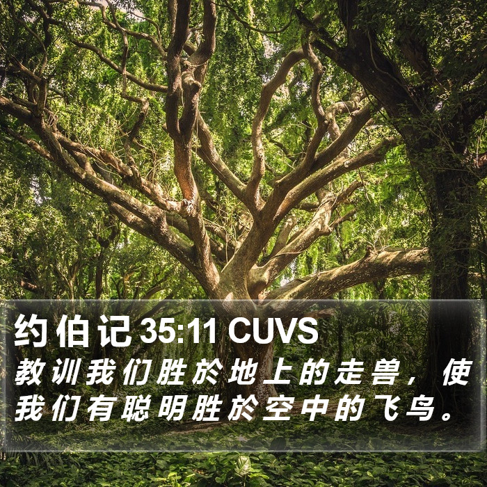 约 伯 记 35:11 CUVS Bible Study