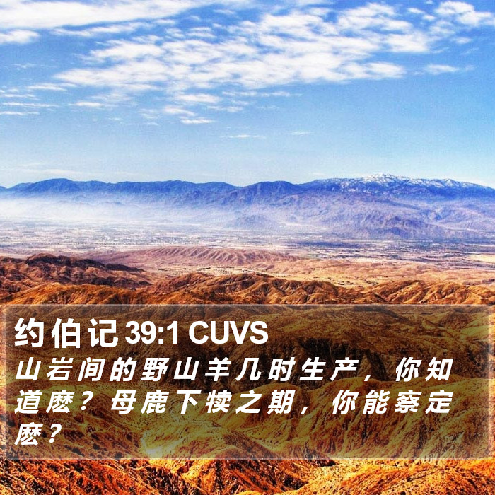 约 伯 记 39:1 CUVS Bible Study