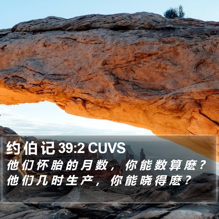 约 伯 记 39:2 CUVS Bible Study