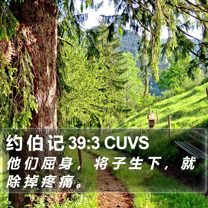 约 伯 记 39:3 CUVS Bible Study