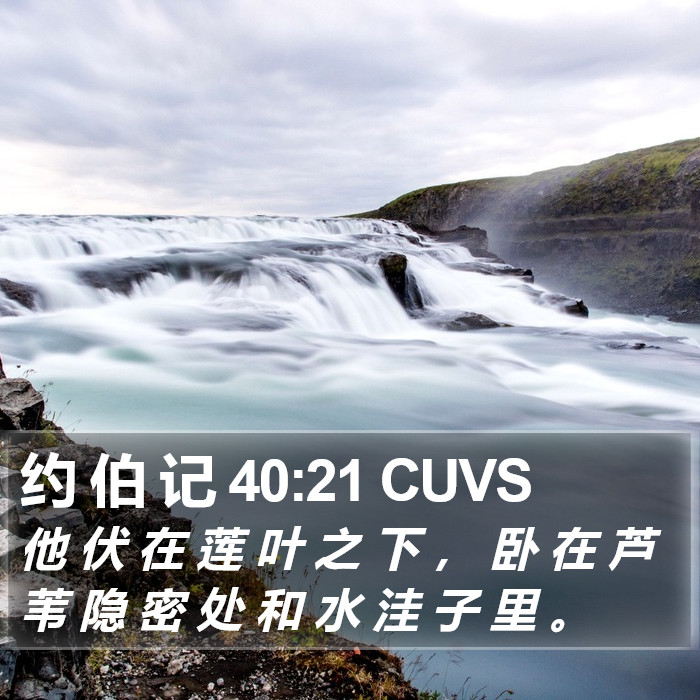 约 伯 记 40:21 CUVS Bible Study