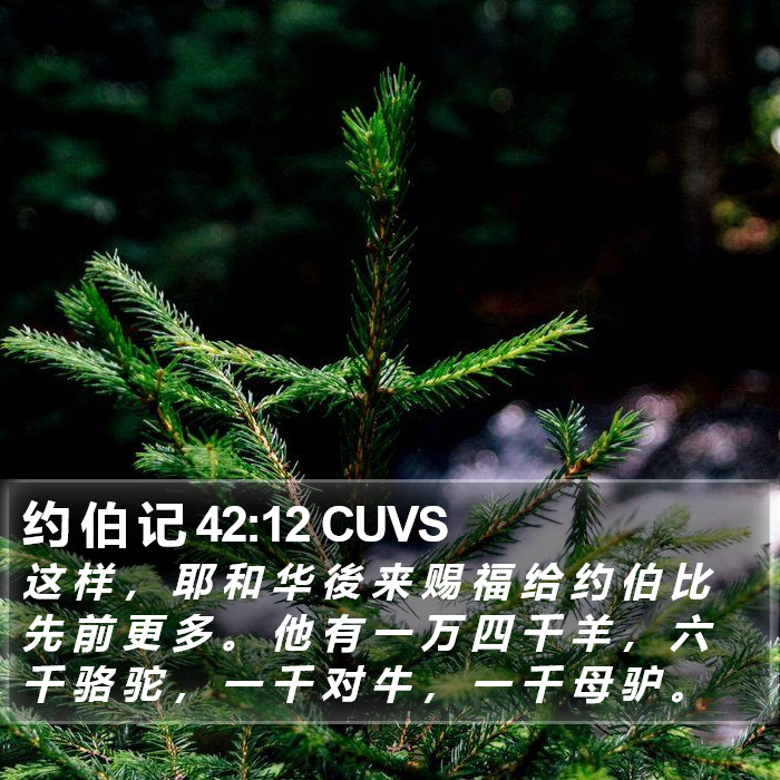约 伯 记 42:12 CUVS Bible Study