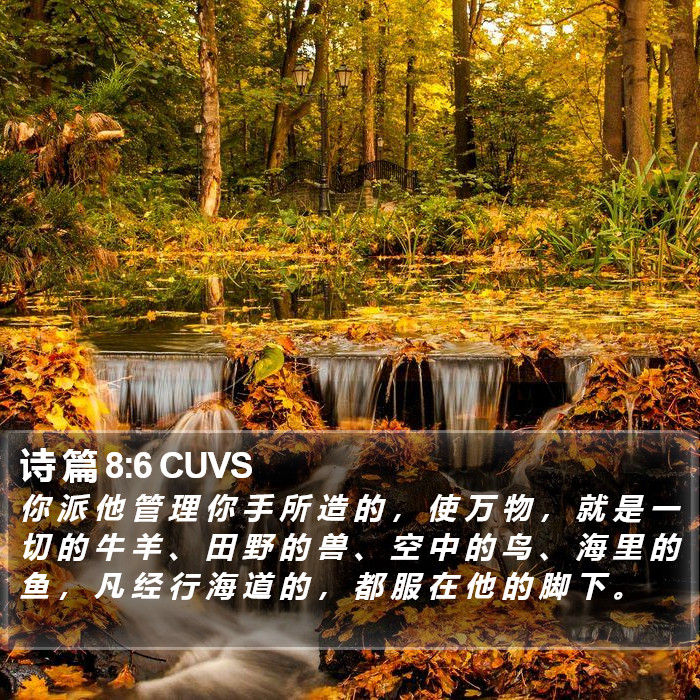 诗 篇 8:6 CUVS Bible Study