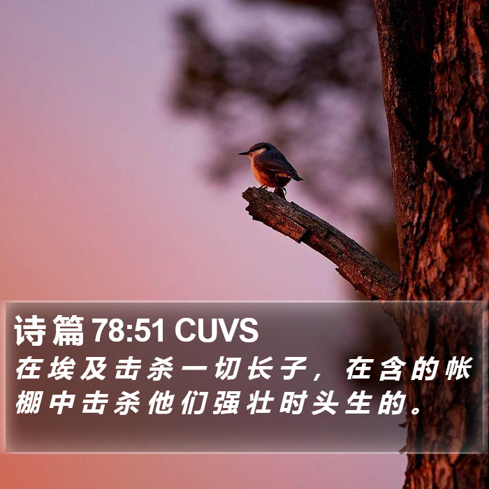 诗 篇 78:51 CUVS Bible Study