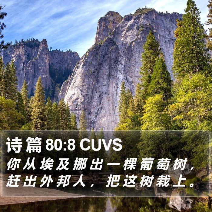 诗 篇 80:8 CUVS Bible Study