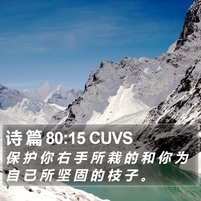 诗 篇 80:15 CUVS Bible Study