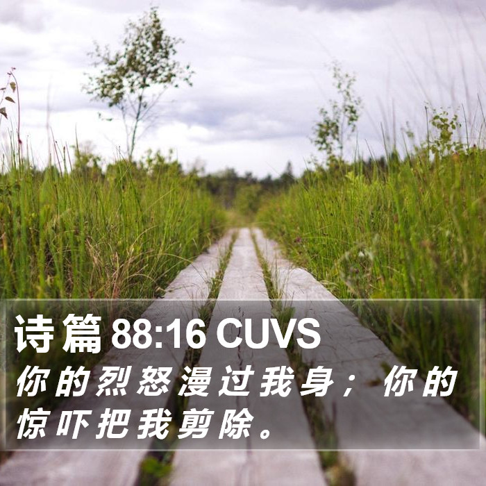 诗 篇 88:16 CUVS Bible Study