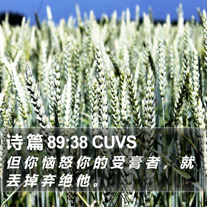 诗 篇 89:38 CUVS Bible Study