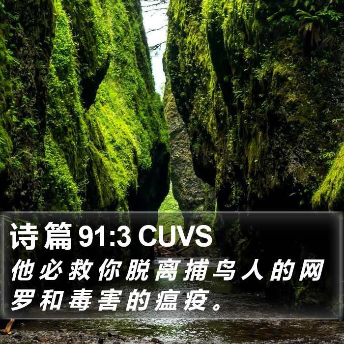 诗 篇 91:3 CUVS Bible Study