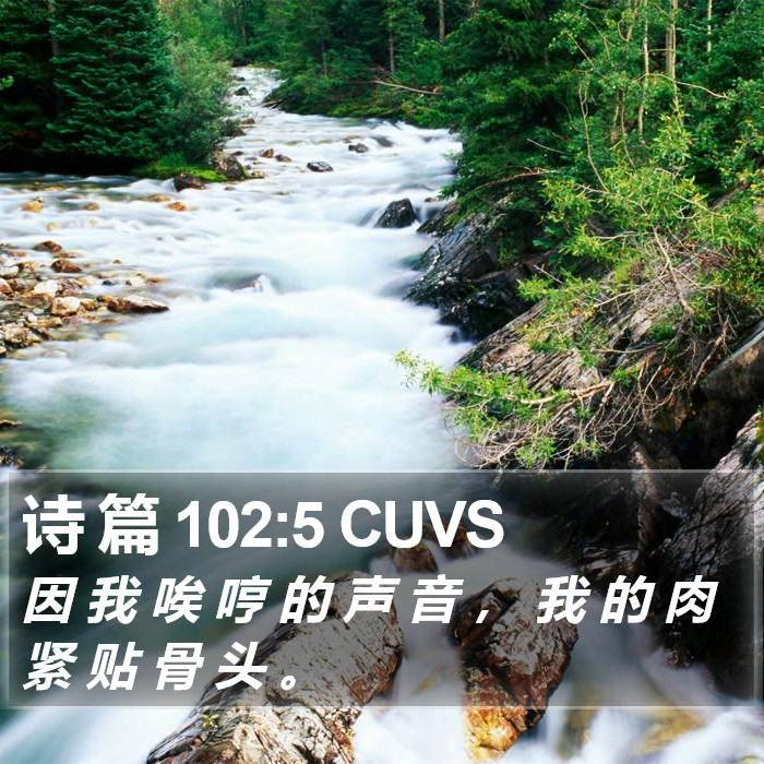 诗 篇 102:5 CUVS Bible Study