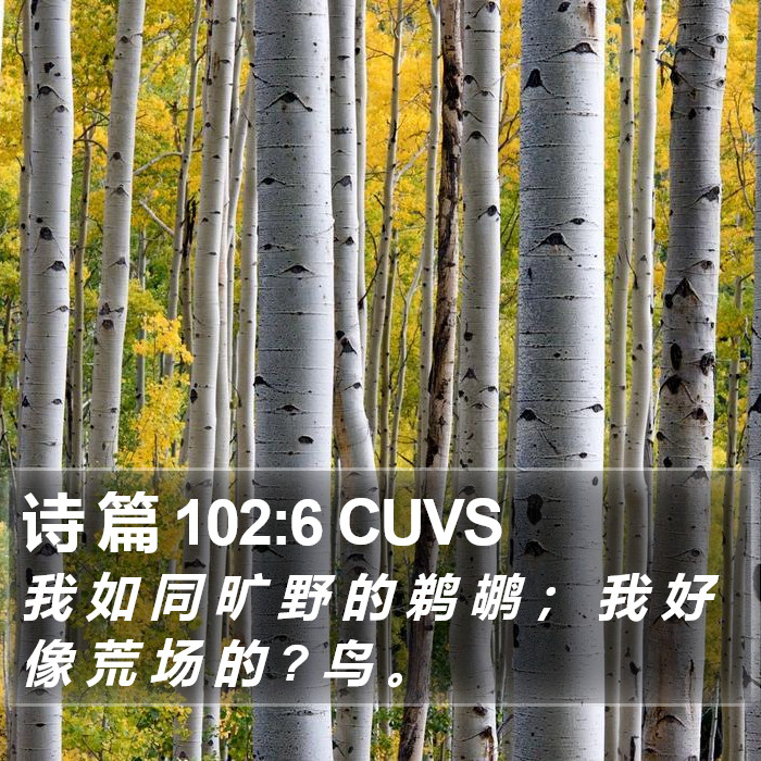 诗 篇 102:6 CUVS Bible Study