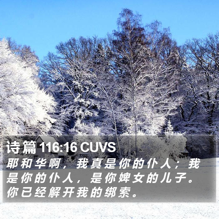诗 篇 116:16 CUVS Bible Study