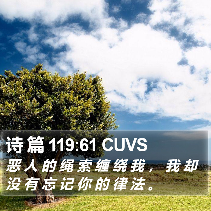 诗 篇 119:61 CUVS Bible Study