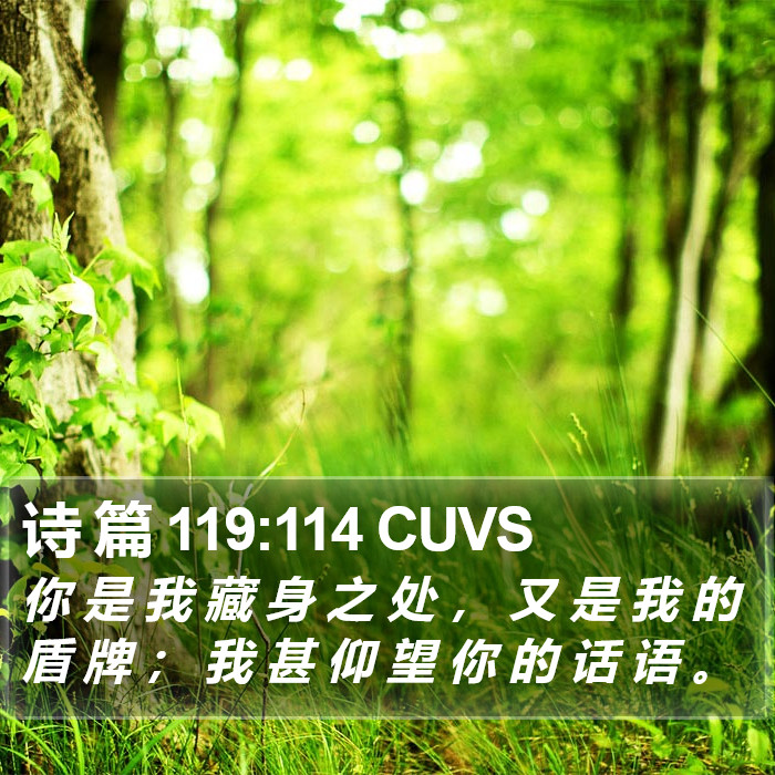 诗 篇 119:114 CUVS Bible Study