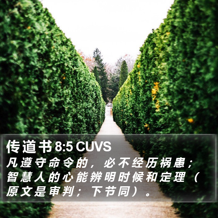 传 道 书 8:5 CUVS Bible Study