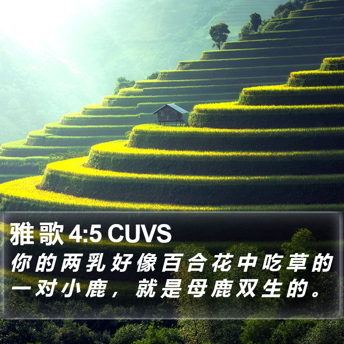 雅 歌 4:5 CUVS Bible Study