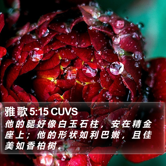 雅 歌 5:15 CUVS Bible Study