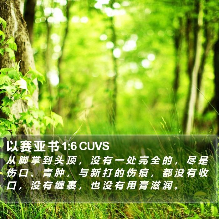 以 赛 亚 书 1:6 CUVS Bible Study