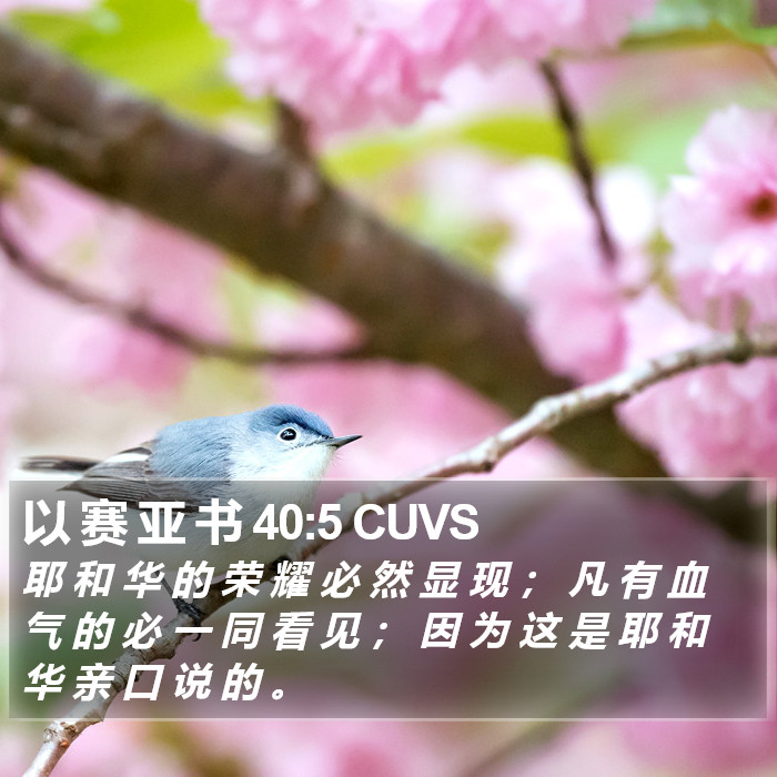 以 赛 亚 书 40:5 CUVS Bible Study